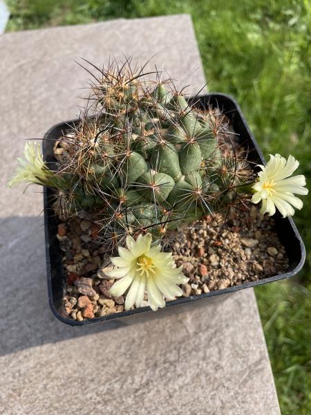 Coryphantha gladiispina